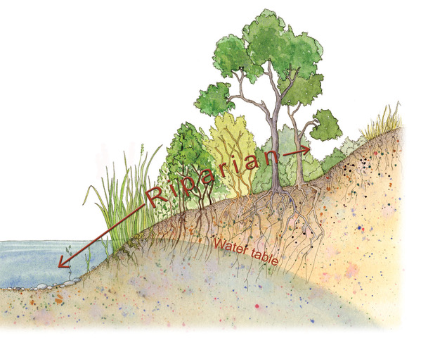 Riparian areas are formed as the result water, soil and vegetation interacting with one another