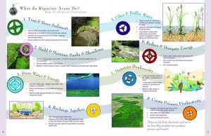 Infographic explaining what Riparian areas do