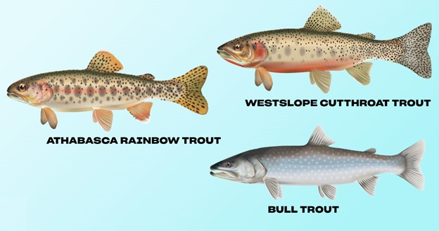 Alberta Native Trout Collaborative