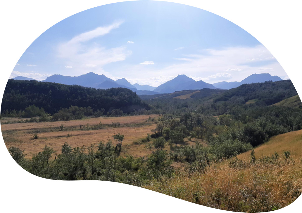 Our Work in the Eastern Slopes | Cows and Fish